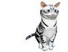 Gato de papel: Americano pelo corto 3D - Manualidades para ni�os - Papiroflexia 3D - DIFICIL - Animales 3D