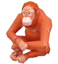 orangutan