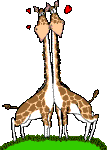 enamorados-jirafas