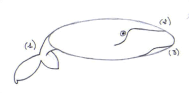 Dibuja una ballena - Dibujar Dibujos - Aprender cómo dibujar paso a paso - Dibujar dibujos ANIMALES - Dibujar los animales del mar