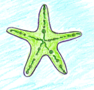 Dibuja una estrella de mar - Dibujar Dibujos - Aprender cómo dibujar paso a paso - Dibujar dibujos ANIMALES - Dibujar los animales del mar