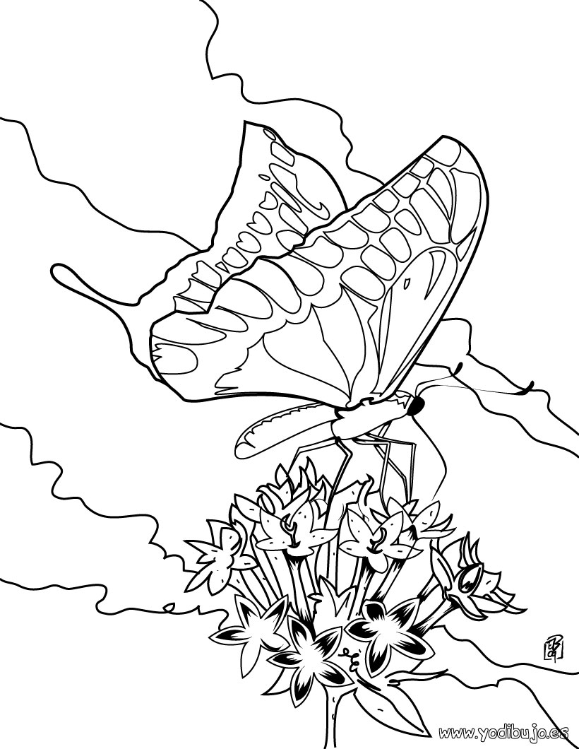 dibujos para colorear una magnifica mariposa macaon  es