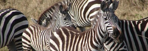 kenia-zebra