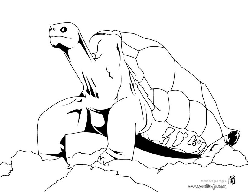 Dibujos para colorear dibujar tortuga galapagos 