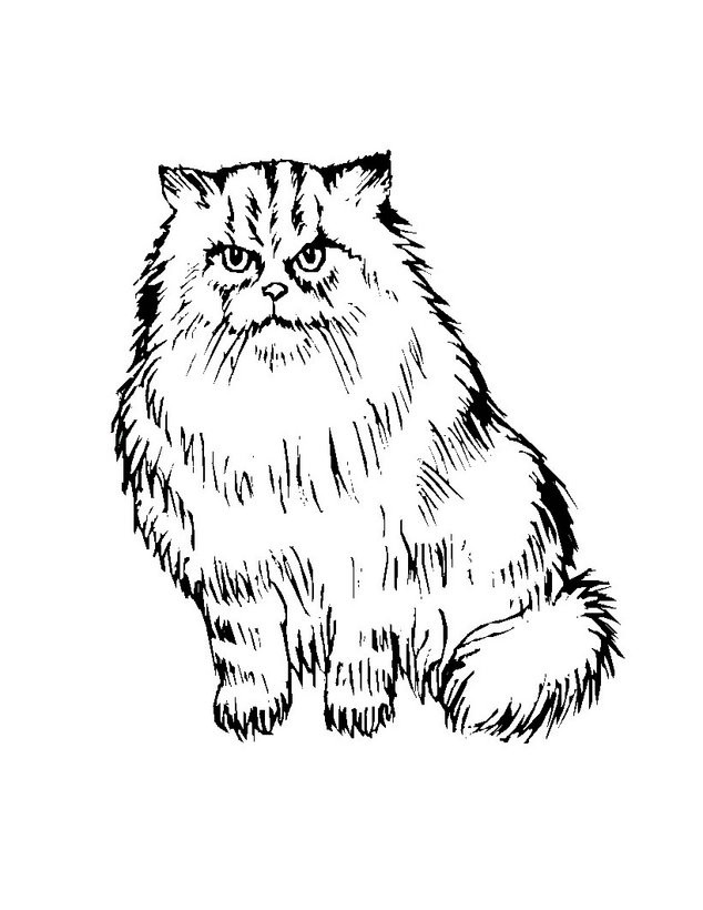 Dibujo para colorear : GATO PERSA. Imprimir o colorear en línea. Dibujo para colorear : GATO PERSA. Imprimir o colorear en línea.