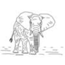 Dibujos ANIMALES DE LA SABANA para colorear - Dibujos para colorear ANIMALES - Colorear