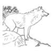 Dibujos ANIMALES DE LA SELVA para colorear - Dibujos para colorear ANIMALES - Colorear