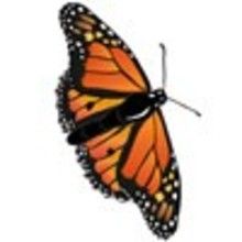 Dibujos para colorear MARIPOSAS