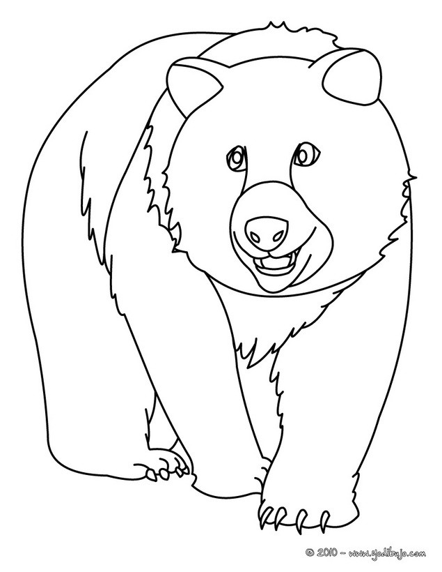 osos para colorear. Dibujo de un oso para pintar