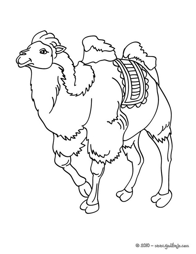 Dibujos para colorear camello común 