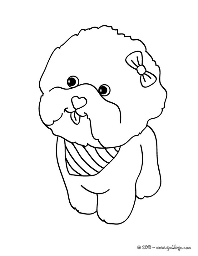 Maltese Colorear Kolorowanki Maltezer Maltes Tzu Shih Pies Bichon 