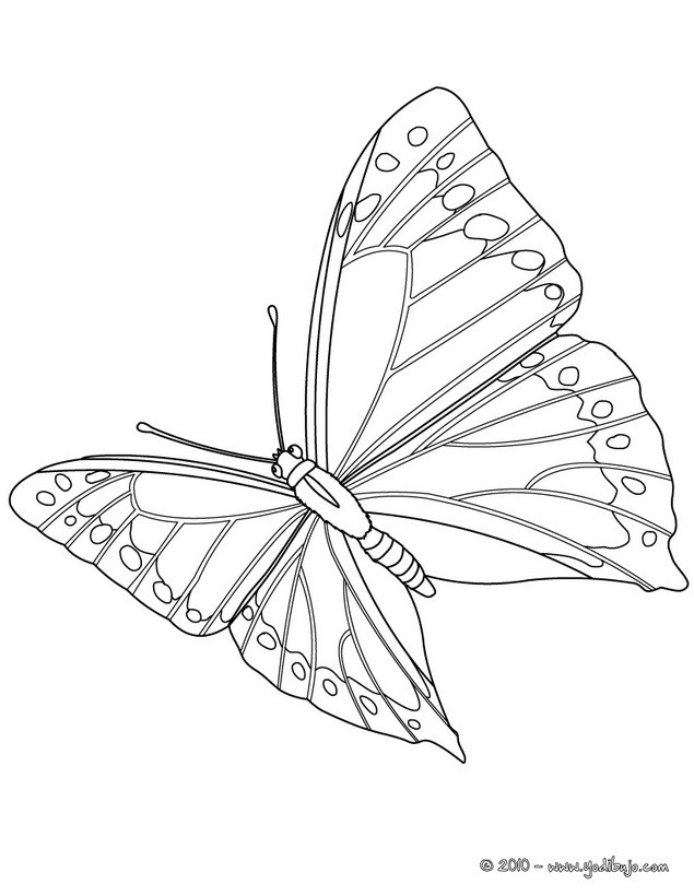 estrecho surf Clan Dibujos para colorear mariposa monarca - es.hellokids.com