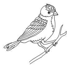 Cocrico Bird Coloring Page Coloring Pages