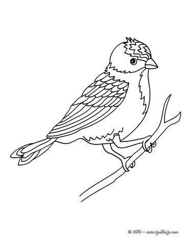 Dibujos De Pájaros Infantiles Pintados