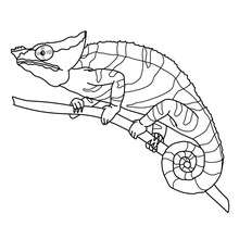 Dibujo de un CAMELEON