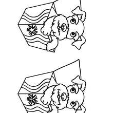 PERRO busca las 5 diferencias