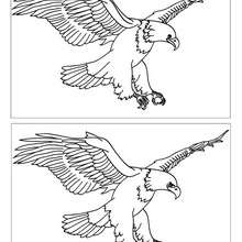 AGUILA VOLANDO busca las 12 diferencias - Juegos divertidos - Juegos de DIFERENCIAS para niños - Juegos de buscar diferencias ANIMALES