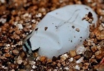 Nacen, en Faunia, las primeras crías de cobra real en España