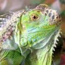 Las iguanas - Lecturas Infantiles - Reportajes infantiles - Animales