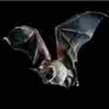 El Murciélago y la fiesta de Halloween - Lecturas Infantiles - Reportajes infantiles - Animales