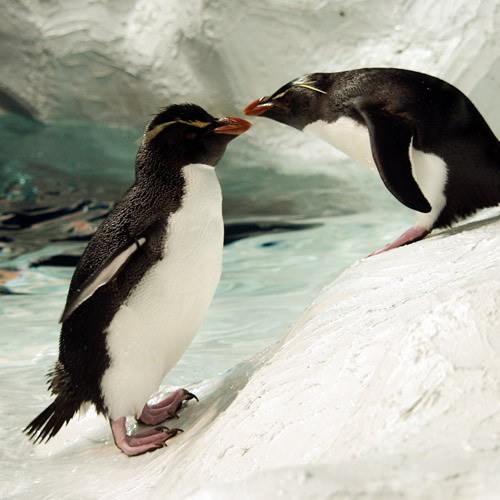 Faunia celebrará San Valentín homenajeando a sus parejas de pingüinos más veteranas