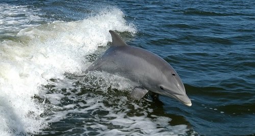 Los delfines para niños