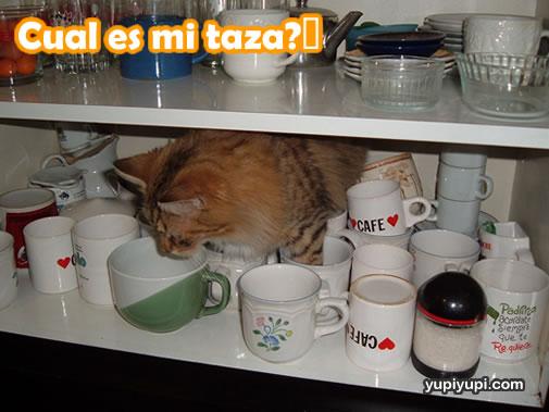 imagenes graciosas de animales. imagenes graciosas de animales