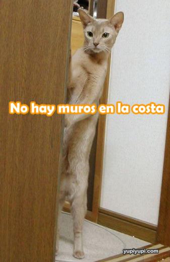 gato gato