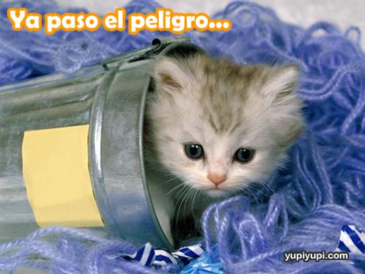 http://images.yodibujo.es/_uploads/membres/articles/20080414/gatito-saliendo-cuebta_va1.jpg