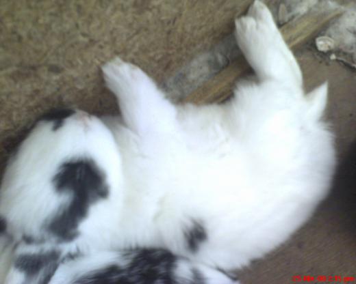 este es mi conejito tiene un mes de nacido este es mi conejito tiene un mes de nacido