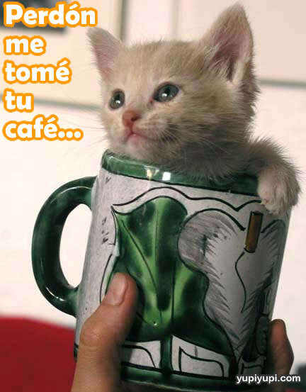 gatos tiernos y lindos