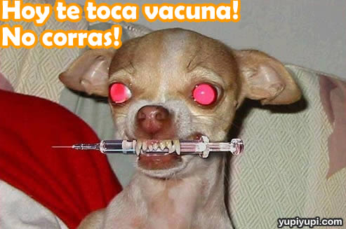 vpyi9_perrito-vacuna.jpg
