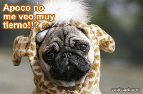Fotos+de+perritos+tiernos