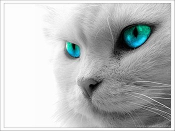 GATO TRISTE Y AZUL ROBERTO CARLOS gato triste y azul roberto carlos: