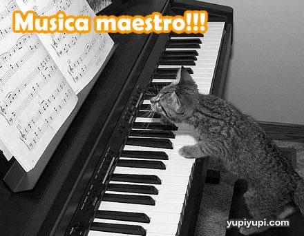 34apj_gato-tocando-piano_56z.jpg