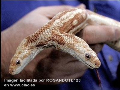 La estadística del precio de la gasolina