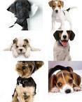 Fotos+de+perritos+tiernos