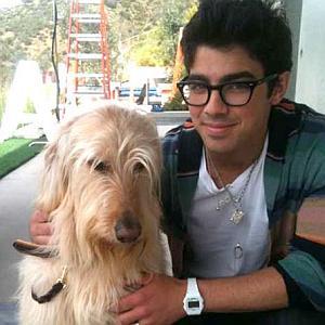 lhasapoo