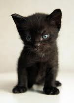 gato-negro-bebe_7ea