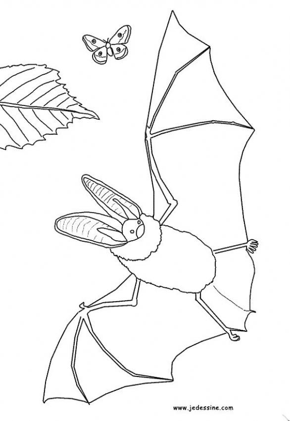 chauve-souris