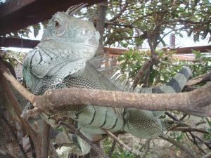 las-iguanas