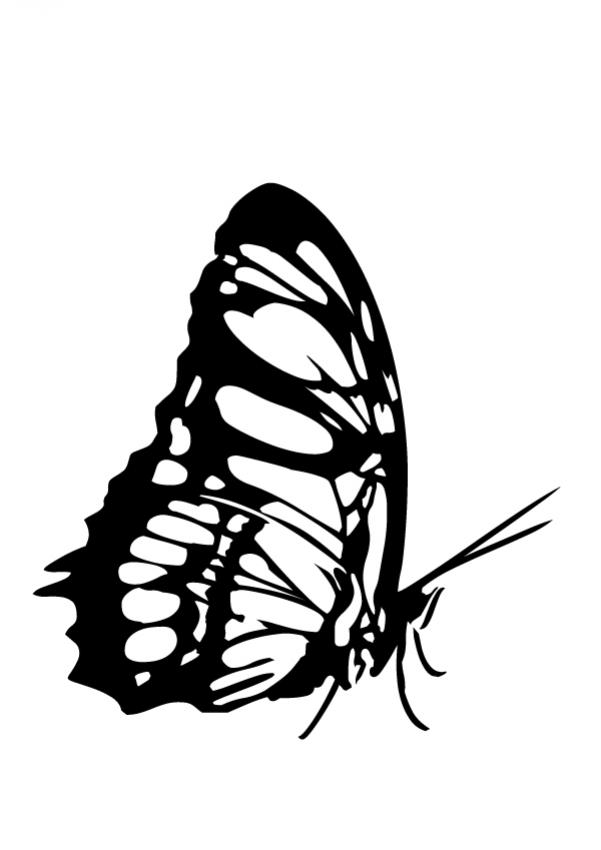 Dibujos para colorear hermosa mariposa monarca es hellokids com
