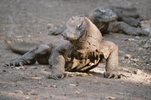 Reportaje para niños : El dragón del Komodo