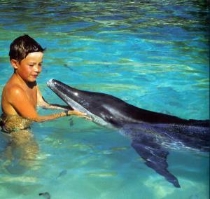 Reportaje para niños : Los delfines para niños