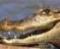 Varios animales : ¿Lo sabías? - Lecturas Infantiles - Reportajes - Animales
