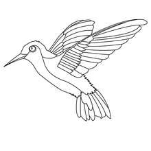 Dibujo para colorear : el colibrí