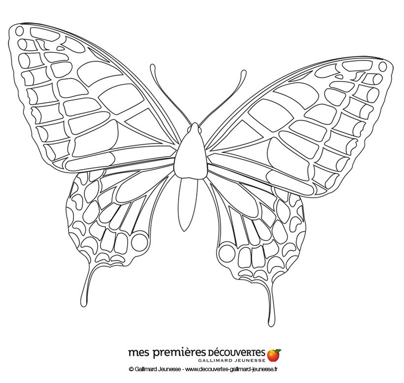 Dibujos para colorear la mariposa 