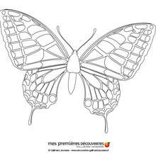 Dibujo para colorear : La mariposa