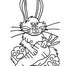 Dibujo para colorear : conejo con zanahoria