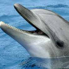 delfín, Diviértete con los Delfines